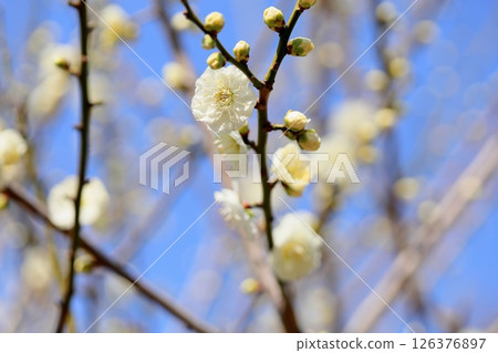 Plum blossoms, double-petaled 126376897
