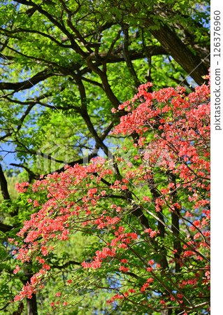 Red azaleas stand out among the fresh greenery of the forest. Near Chichibu Kogen Ranch, Higashichichibu Village. 126376960