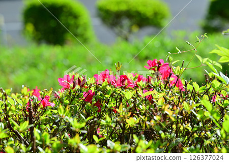 Bright red azaleas stand out among the fresh greenery. Near Chichibu Kogen Ranch, Higashichichibu Village. Bright red azaleas stand out among the fresh greenery. Near Chichibu Kogen Ranch, Higashichichibu Village. 126377024