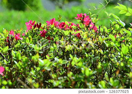 Bright red azaleas stand out among the fresh greenery. Near Chichibu Kogen Ranch, Higashichichibu Village. Bright red azaleas stand out among the fresh greenery. Near Chichibu Kogen Ranch, Higashichichibu Village. 126377025