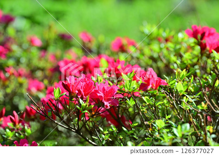Bright red azaleas stand out among the fresh greenery. Near Chichibu Kogen Ranch, Higashichichibu Village. Bright red azaleas stand out among the fresh greenery. Near Chichibu Kogen Ranch, Higashichichibu Village. 126377027