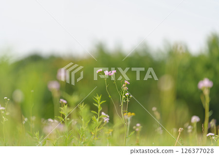 Shepherd's purse flowers blooming in the spring field 126377028