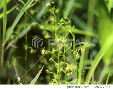 Carnivorous plant, Drosera rotundifolia Carnivorous plant, Drosera rotundifolia 126377053