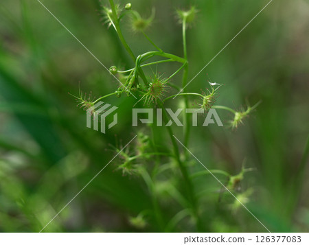 Carnivorous plant, Drosera rotundifolia Carnivorous plant, Drosera rotundifolia 126377083