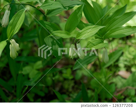 初夏開花，番紅花科番紅花屬的白色管狀花 126377208