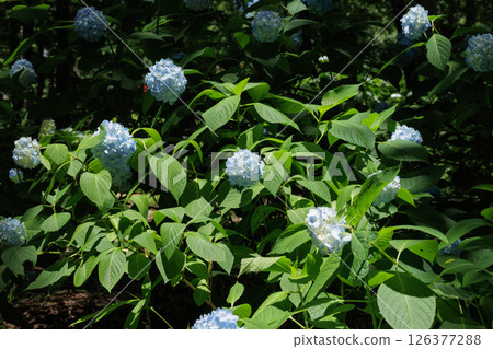 繡球 126377288