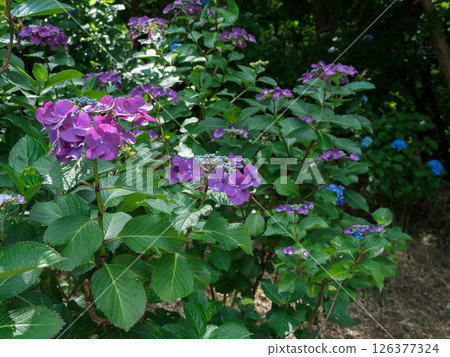 hydrangea flower 126377324