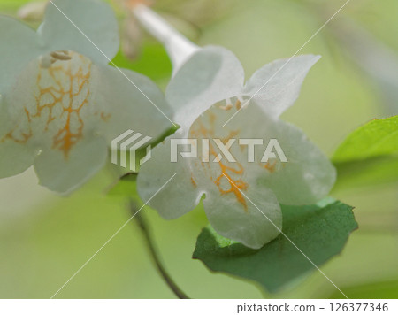 Bell-shaped, funnel-shaped white flowers of the Caprifoliaceae family, Deutzia japonica, blooming 126377346