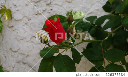 A red rose bud A red rose bud 126377584
