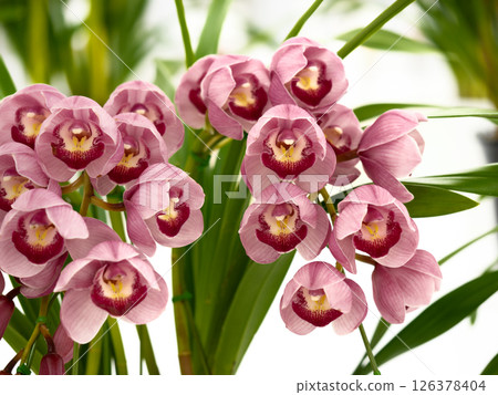 Cimbidium flowers 126378404