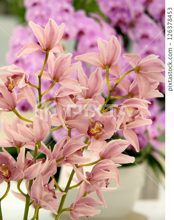 Cut flowers: Cymbidium 126378453