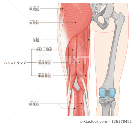 下肢肌肉圖解 126378491