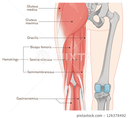 Illustration of the muscles of the lower limbs 126378492