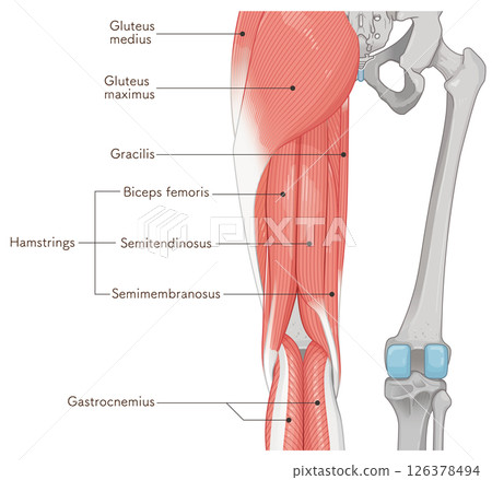 Illustration of the muscles of the lower limbs Illustration of the muscles of the lower limbs 126378494