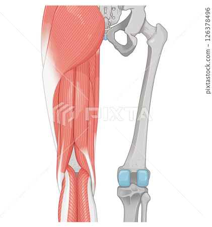 下肢肌肉圖解 126378496