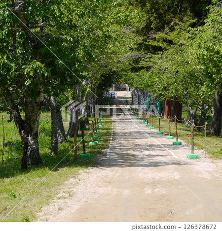 滋賀縣高島市七川祭 126378672