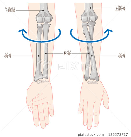 Illustration of forearm pronation and supination 126378717