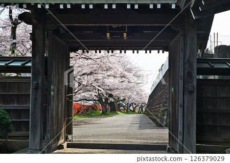 Cherry blossoms in full bloom (Jokenji Temple) (Spring, April) Cherry blossoms in full bloom (Jokenji Temple) (Spring, April) 126379029