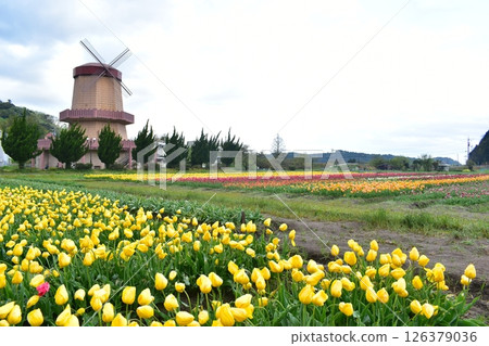 Shimane tulip spring Hakuta tulip flower Shimane tulip spring Hakuta tulip flower 126379036
