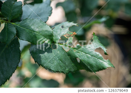 Rose leaves having damaged from leaf cutter bees (Megachile rotundata) or worm. A leaf may have a single disk removed or several. 126379049