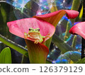 Calla lilies and frog 126379129
