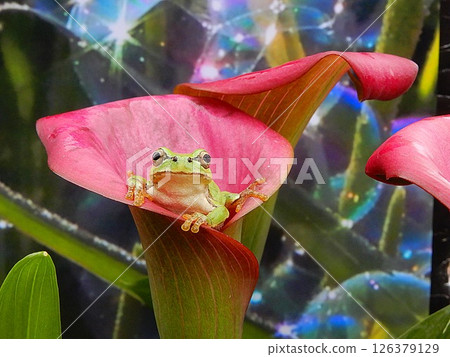 馬蹄蓮和青蛙 馬蹄蓮和青蛙 126379129