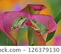 Calla lilies and frogs 126379130