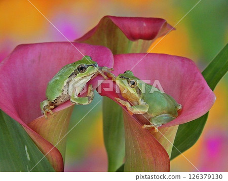 Calla lilies and frogs 126379130