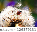 Ladybug's Adventure 126379131