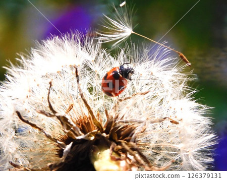 Ladybug's Adventure Ladybug's Adventure 126379131