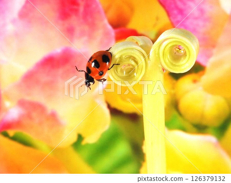 small world small world 126379132