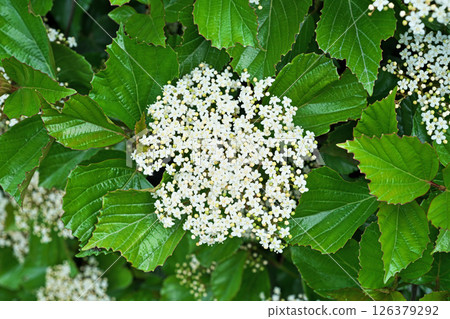 White Hakusanbok flowers (spring, April) White Hakusanbok flowers (spring, April) 126379292
