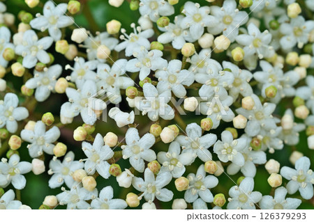 White Hakusanbok flowers (spring, April) White Hakusanbok flowers (spring, April) 126379293