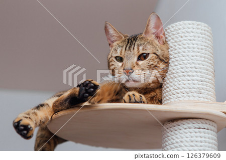 Young cute bengal cat laying on a soft cat's shelf of a cat's house. 126379609