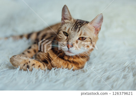 Bengal kitty cat laying on the white fury blanket 126379621