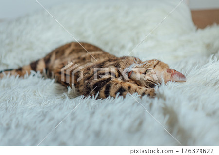 Bengal kitty cat laying on the white fury blanket 126379622