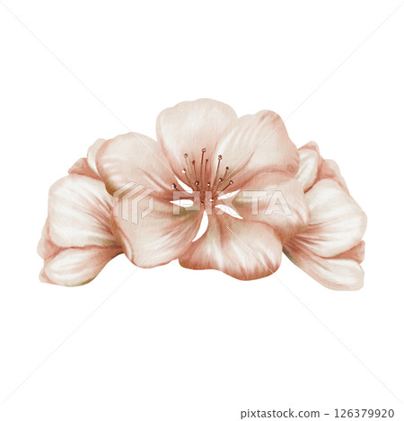Cherry blossoms and delicate buds isolated on white. Soft watercolor floral illustration for spring wedding decor, botanical branding or romantic stationery design 126379920