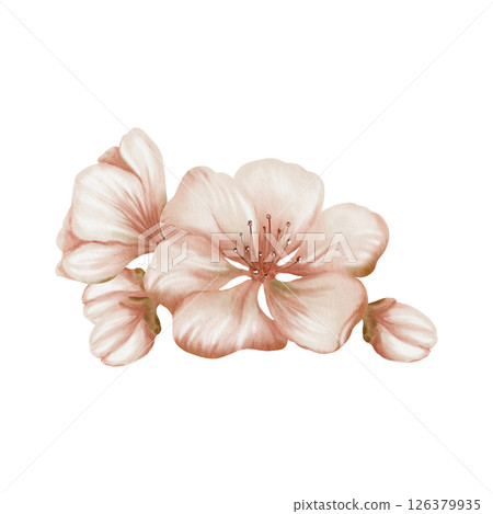 Cherry blossoms and delicate buds isolated on white. Soft watercolor floral illustration for spring wedding decor, botanical branding or romantic stationery design Cherry blossoms and delicate buds isolated on white. Soft watercolor floral illustration for spring wedding decor, botanical branding or romantic stationery design 126379935