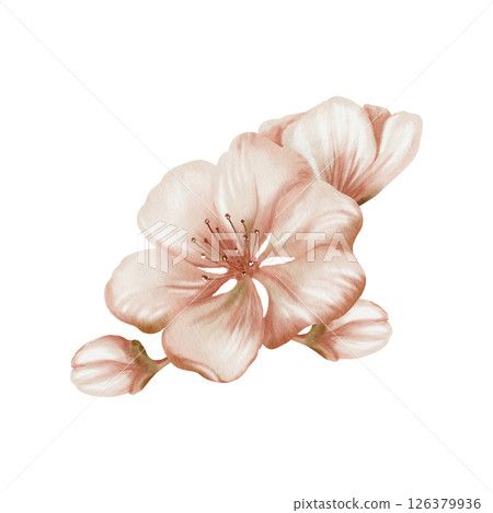 Cherry blossoms and delicate buds isolated on white. Soft watercolor floral illustration for spring wedding decor, botanical branding or romantic stationery design 126379936
