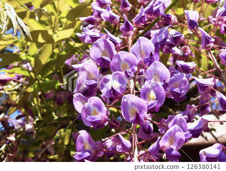 Wisteria is in full bloom! Wisteria is in full bloom! 126380141