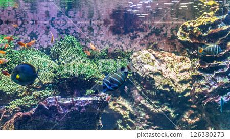 Longfin and Striped Surgeonfish｜16:9 126380273