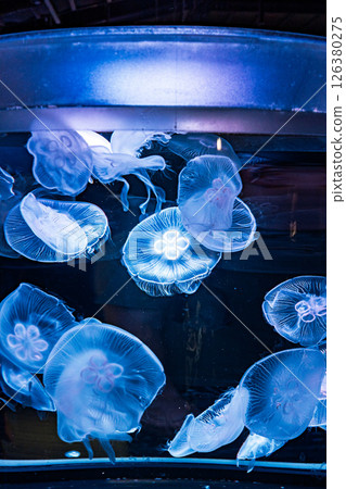 Mysterious jellyfish tank | Vertical position Mysterious jellyfish tank | Vertical position 126380275