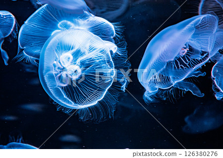 A close-up of a fantastic jellyfish A close-up of a fantastic jellyfish 126380276