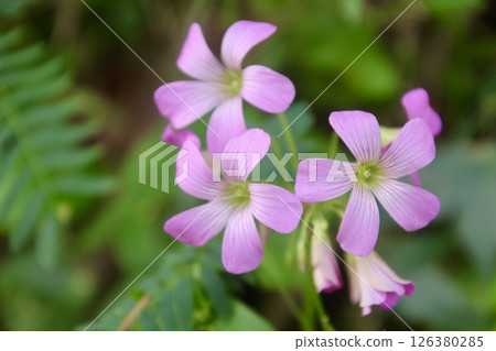 紫酢漿草，亞熱帶森林（沖繩縣宇流麻市） 126380285