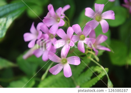Purple wood sorrel, subtropical forest (Uruma City, Okinawa Prefecture) 126380287