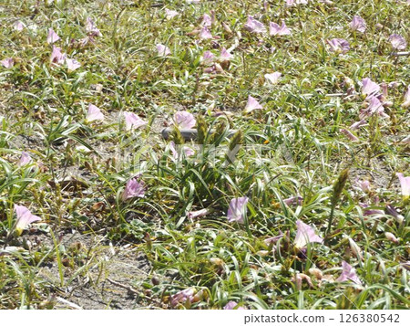 在開始開花的Kemigawahama上的旋花旋花植物 126380542