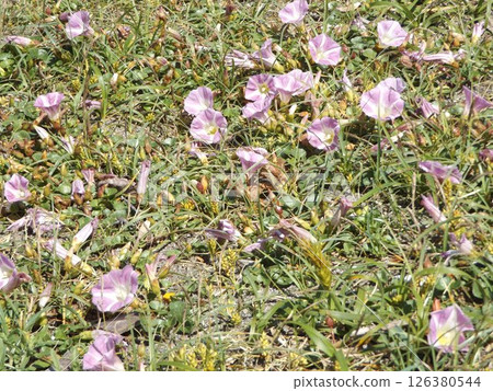 Bindweed bindweed on Kemigawahama that has begun to bloom Bindweed bindweed on Kemigawahama that has begun to bloom 126380544
