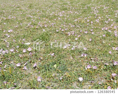 Bindweed bindweed on Kemigawahama that has begun to bloom 126380545