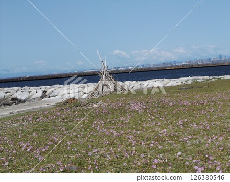 Bindweed bindweed on Kemigawahama that has begun to bloom Bindweed bindweed on Kemigawahama that has begun to bloom 126380546