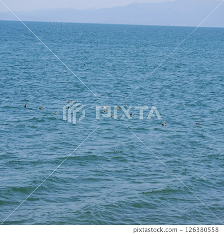 琵琶湖畔的小鸊鷉 126380558